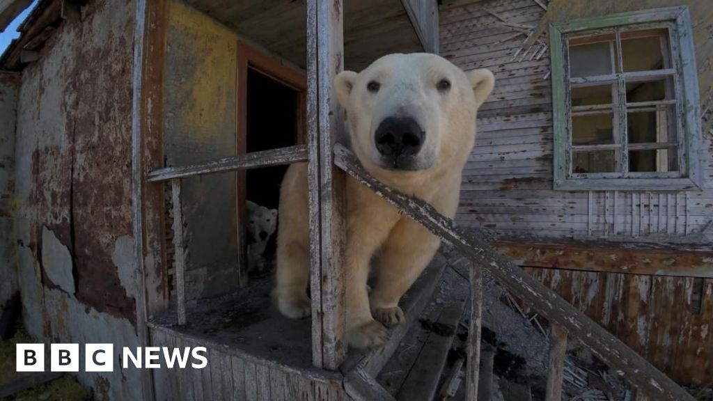 Polar bears occupy abandoned Soviet-era research station